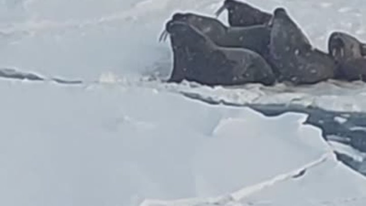Моржи в Арктике