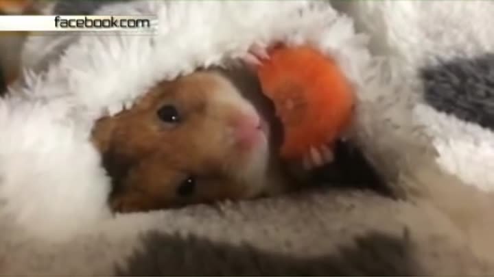 Ленивый хомяк ест морковь на камеру