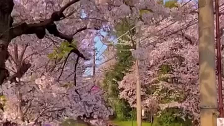 Цветущая вишня, Япония