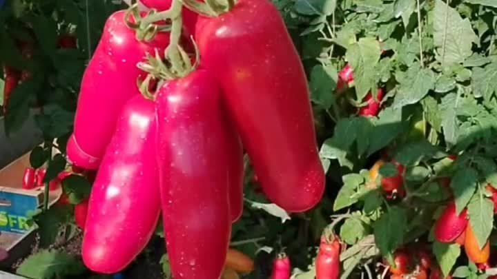 Срочный посев томатов 