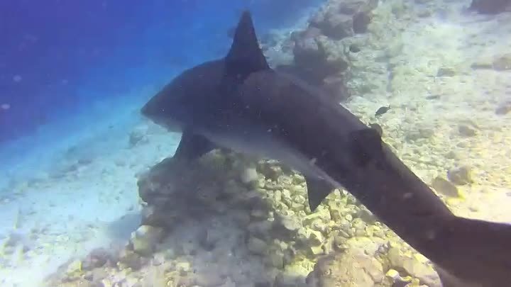 Fuvahmulah Tigersharks 