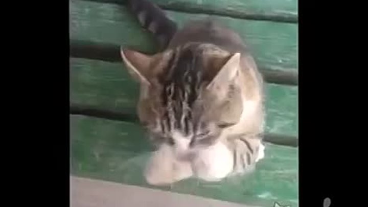 Почему коты такие популярные Кормушка Уникальное Фото Видео Приколы  ...