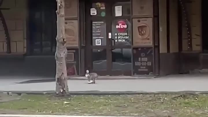 Шустрый заяц на улице Титова в Новосибирске