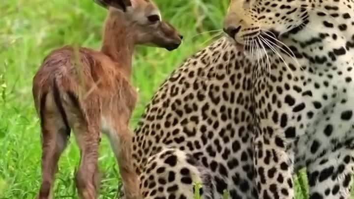 Реакция леопарда на появление шакала