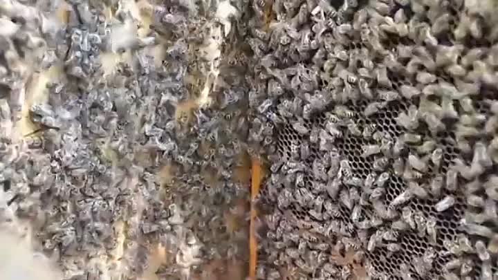 Пчёлы и электромогнитное поле