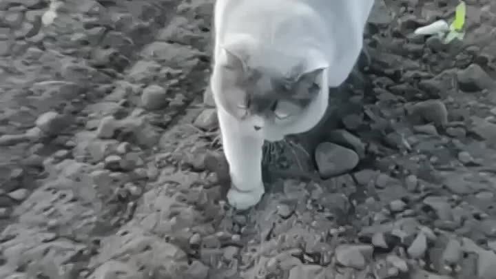Кот садовник