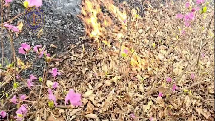 Пожар в Моховой Пади. Видео: Амурский центр ГЗ и ПБ