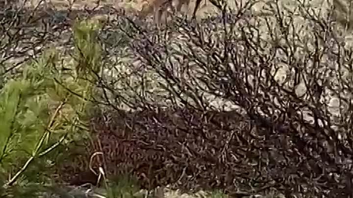 🦊 "Сиди, братан": остросюжетное видео охоты лисы на бурун ...