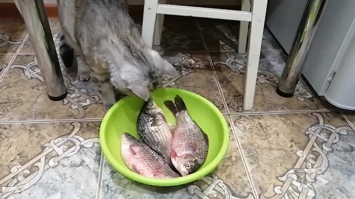 Ярик и рыба 