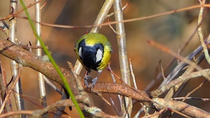 3-Vögel in unseren Gärten-Blaumeise-Gesang.#Vögel #in #unseren #Gärt ...