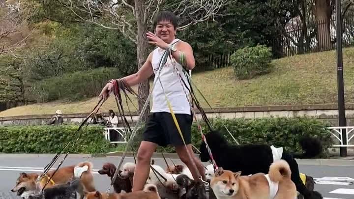 Человек выгуливает 17 собак в Токио