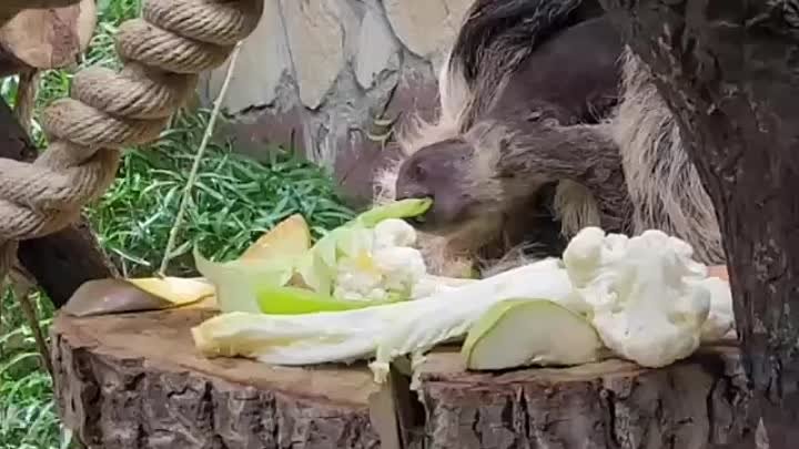 У двупалых ленивцев родился малыш