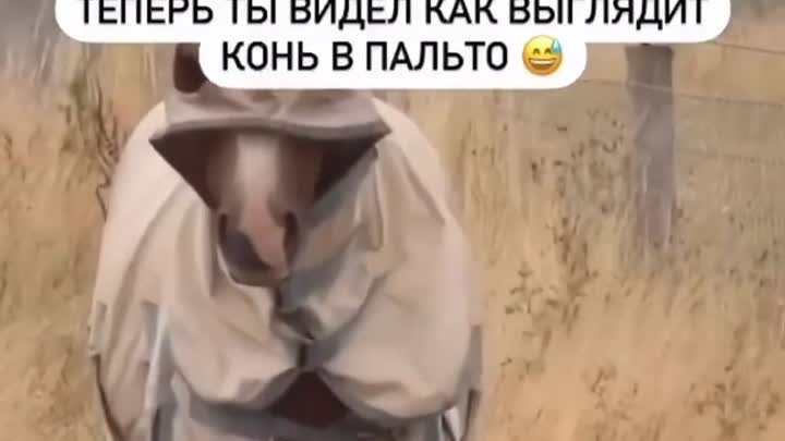 Ставь класс! 👍  Конь в Пальто!)))))