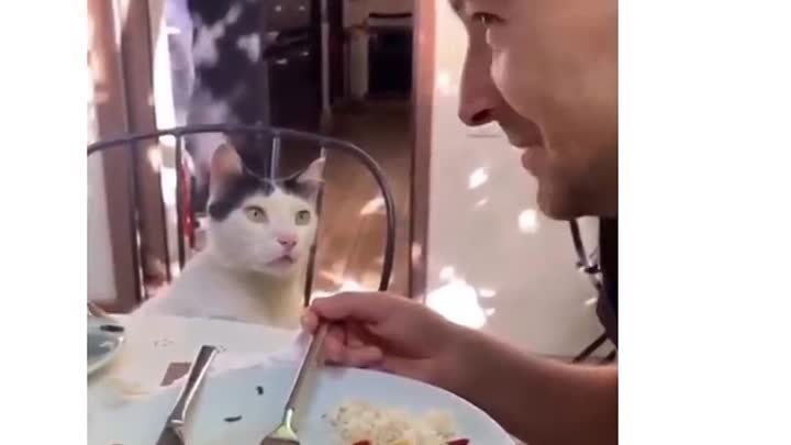 И тут что то пошло не так 🐈🐈🐈