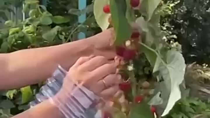 Как собирать малину