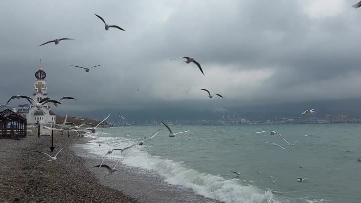 Чайки, море, ветер.