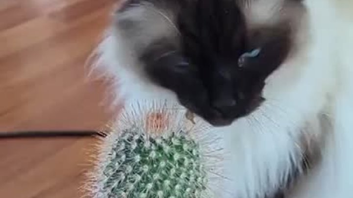 Кот оценивает новый кактус
