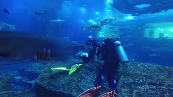 Погрузись в аквариум с хищными акулами