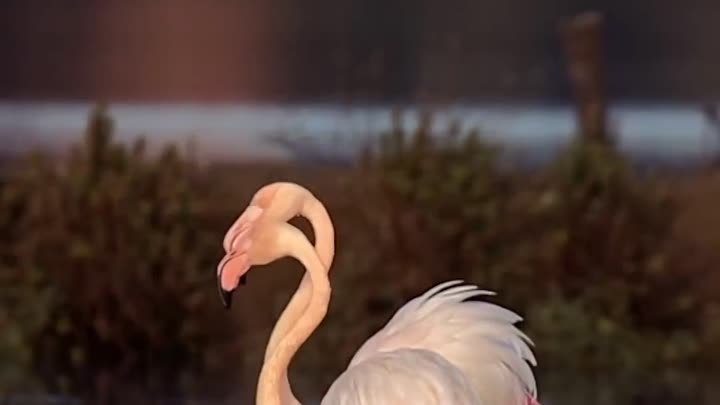 Фламинго 