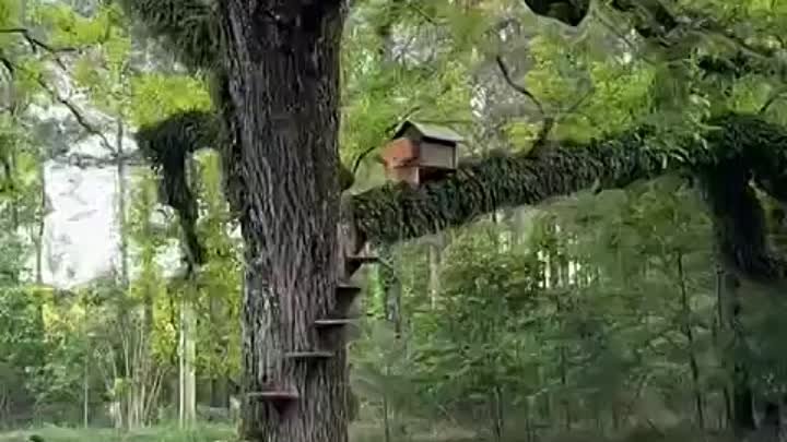 дом для кошки на дереве
