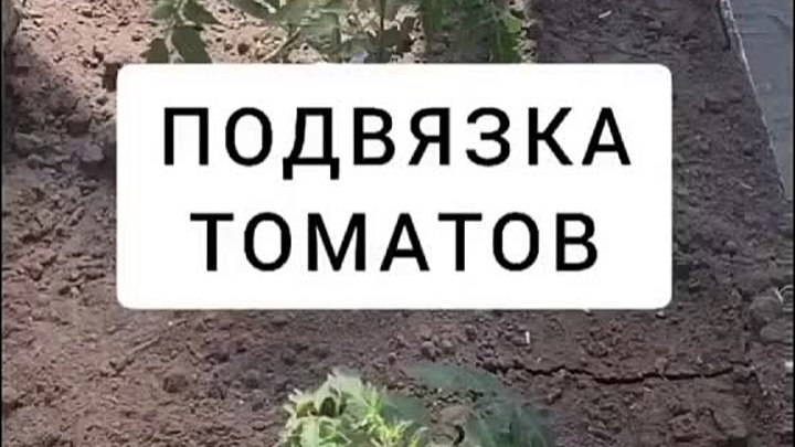 Что нужно знать, чтобы сделать подвязку кустов томатов без вреда для ...