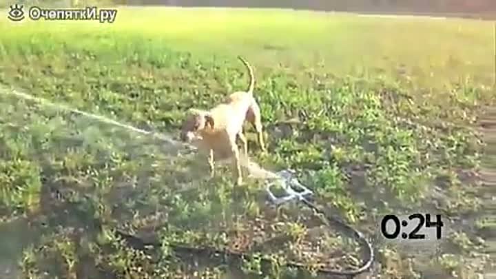 Животные играют со струей воды