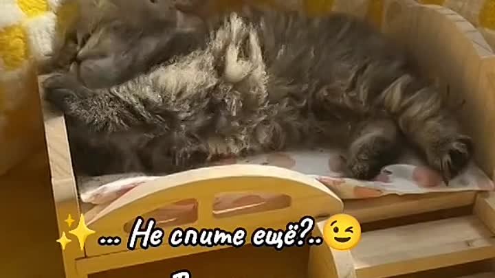 Доброй ночи 😺