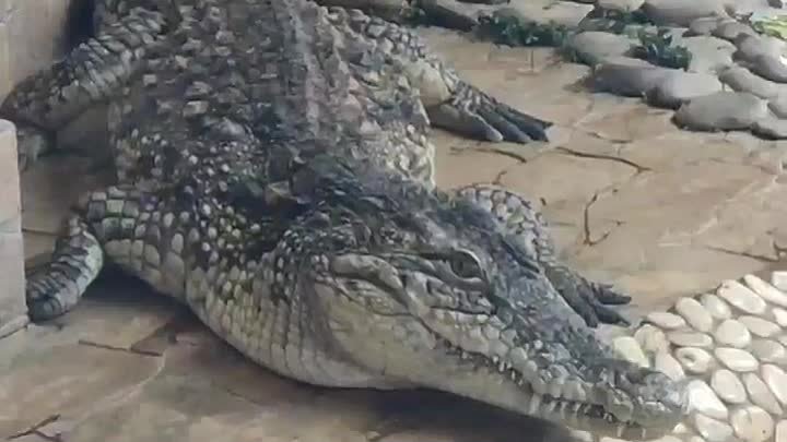 Пасть крокодила.mp4