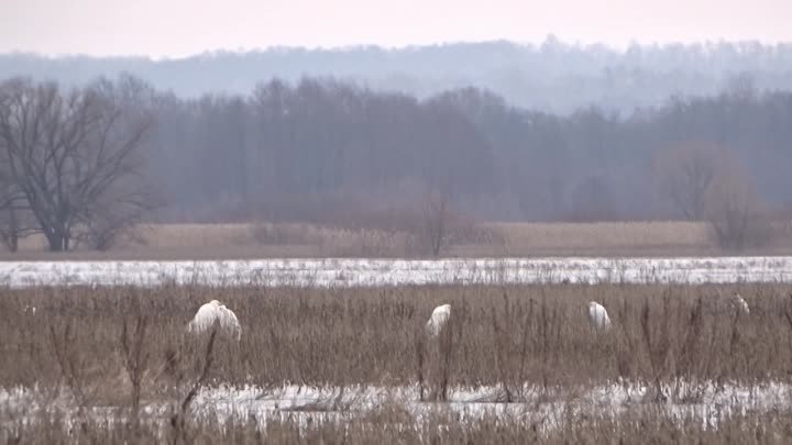 Белые цапли ранней весной в Глушковском районе