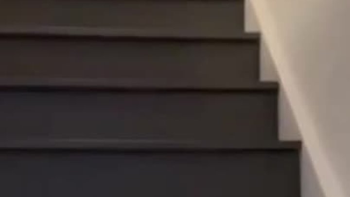 Собаки на лестнице