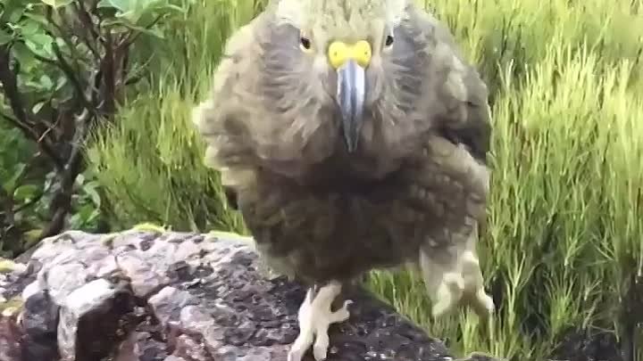 Попугай Кеа Новая Зеландия