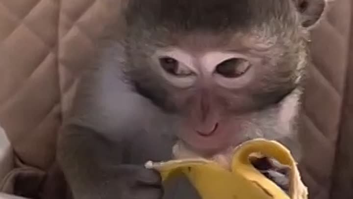 Обезьянка кушает банан 