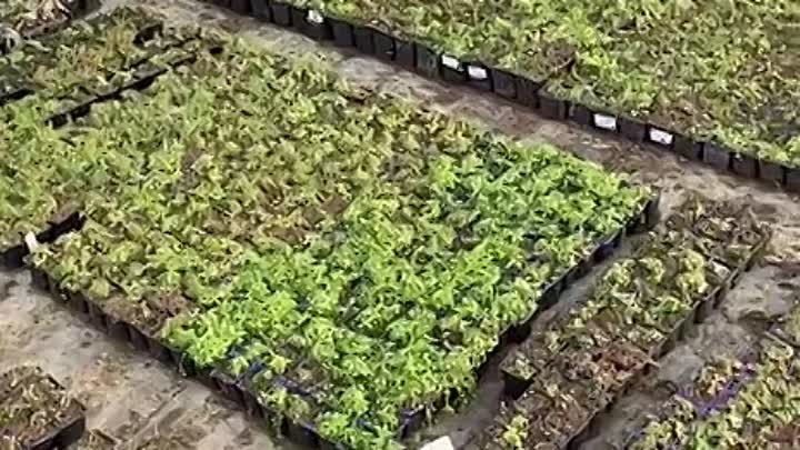 Подготовка растений к отгрузке в питомнике ВсеСорта