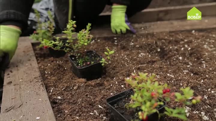Как вырастить на огороде клюкву и бруснику