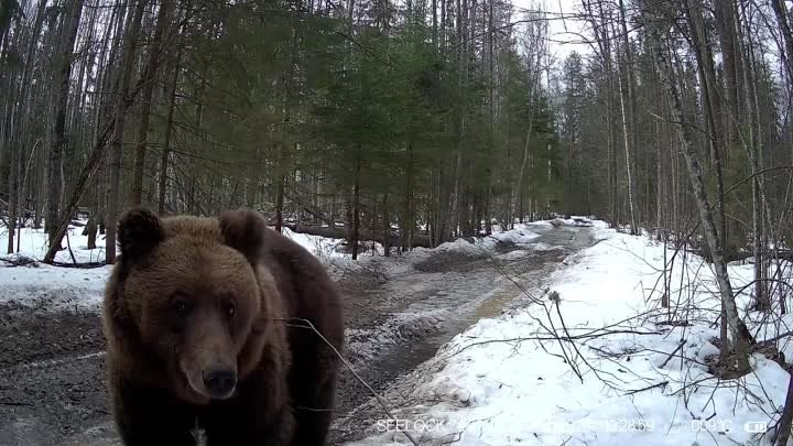 В марийском заповеднике медведь после спячки попозировал на камеру