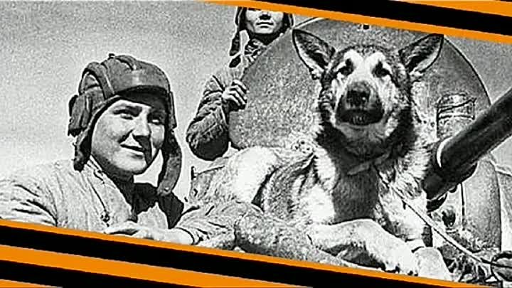 Собаки в Великую Отечественную войну