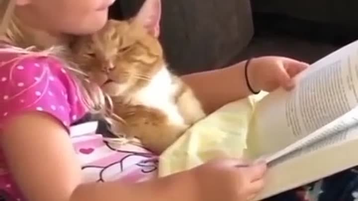 rapidsave_com_that_reading_moment_with_the_cat_so_cute_evdc66g1xfyc1