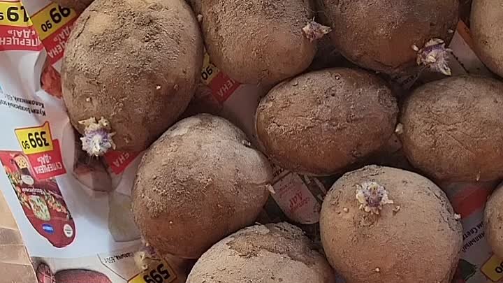 Как прорастить картофель