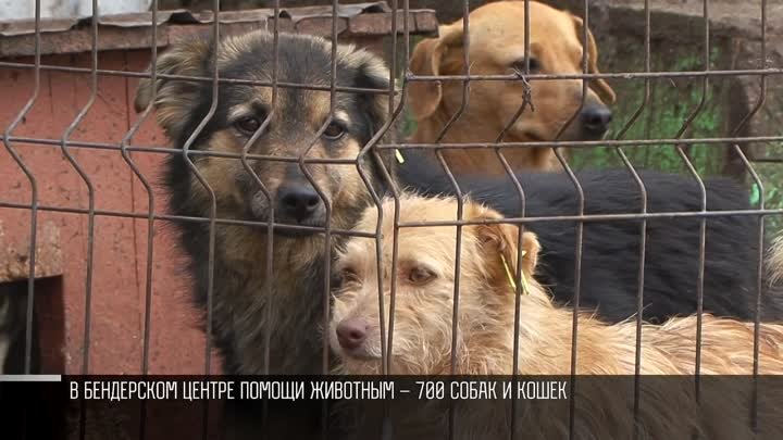 Центр помощи животным – за стерилизацию бродячих собак