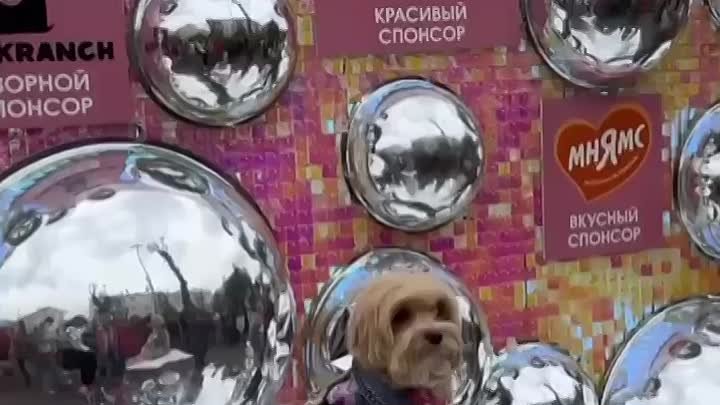 В Москве открыли «ночной» клуб для собак
