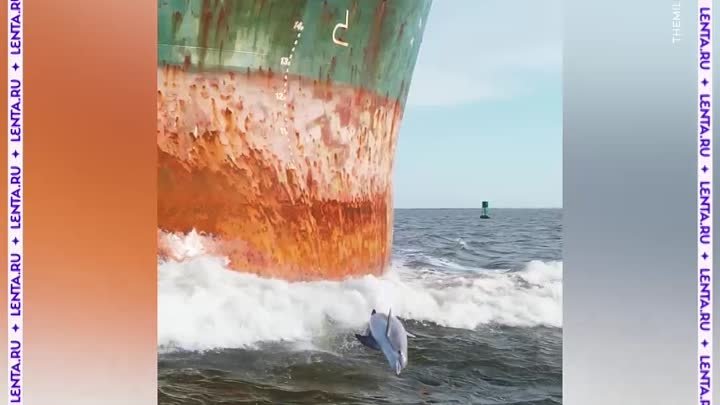 Дельфины  сопровождают судно