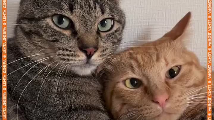 Милые котики