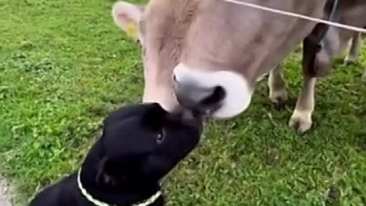 Этого щенка обожают даже коровы