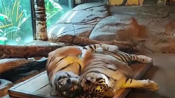 Видео с тиграми)