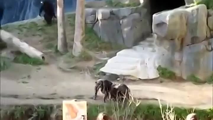 Драка обезьян в зоопарке