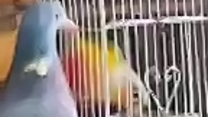 Птицы в клетке кормят свободную птицу