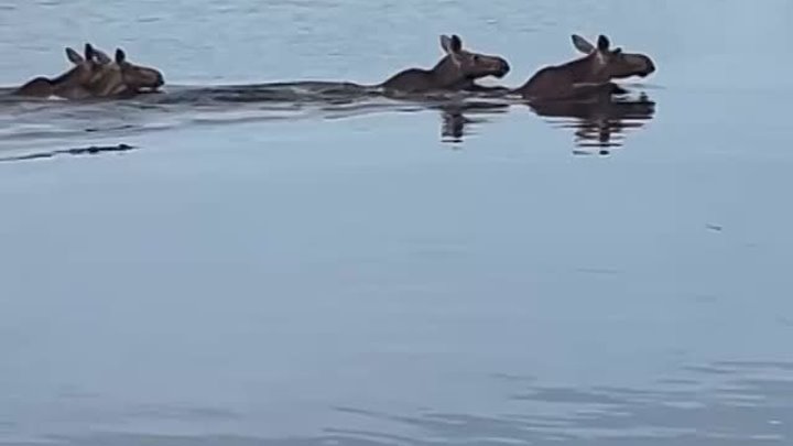 Стадо лосей переплывает речку под Кимрами
