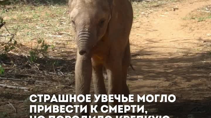 История слонёнка без хобота, которого спасла большая любовь