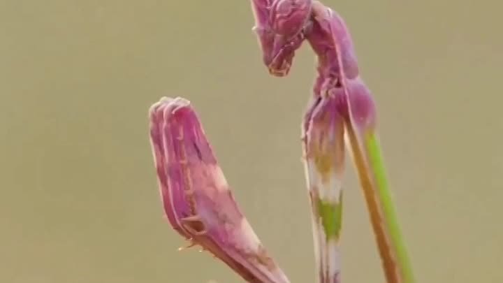 Empusa pennata, или розовый конусоголовый богомол.