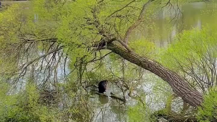 Видео : lukinovai . Бобёр на Келарке.